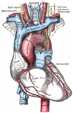 anatomia-de-la-aorta