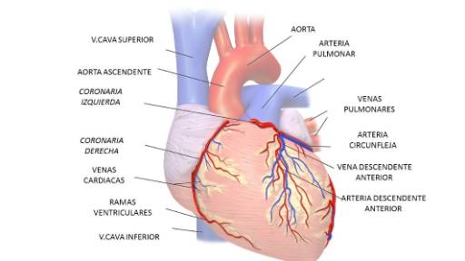 CC2.anatomía coronaria