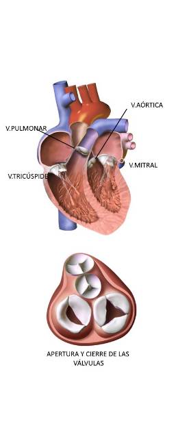 CV1.anatomia valvular